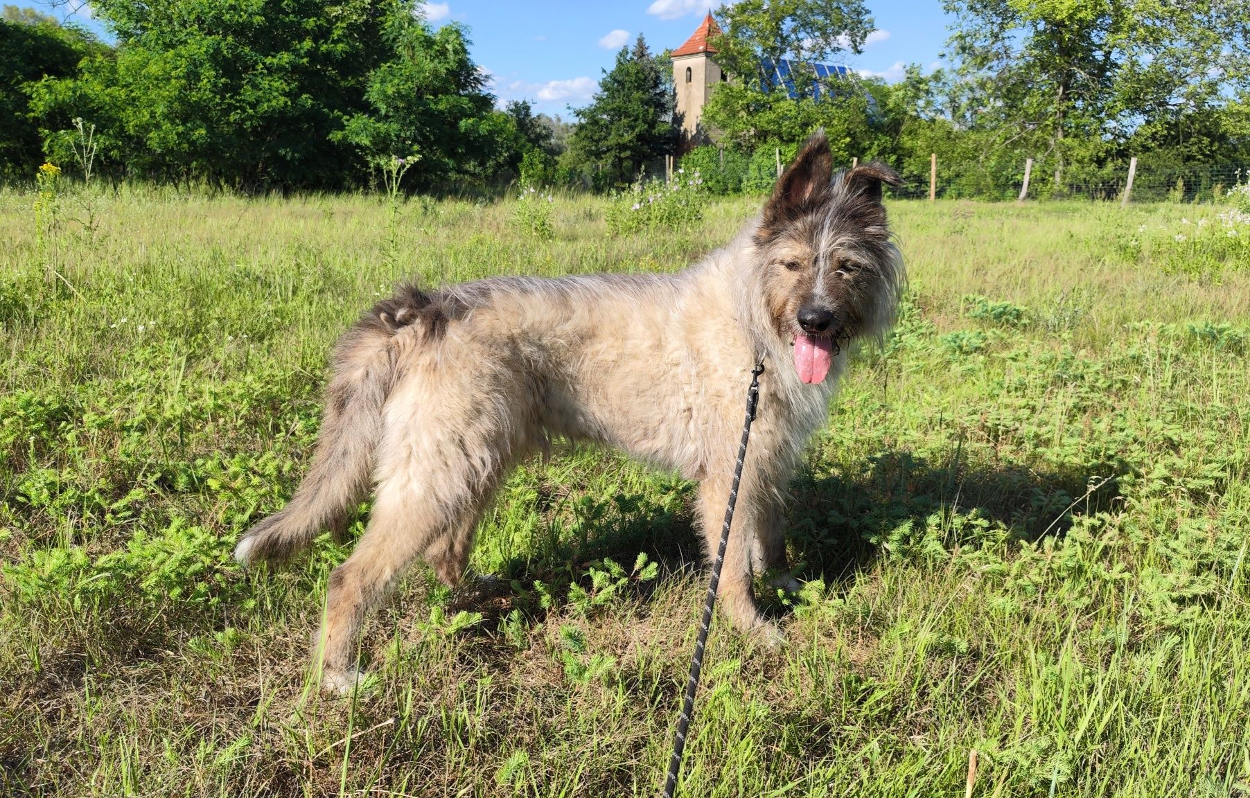Jestem w schronisku już 4 lata