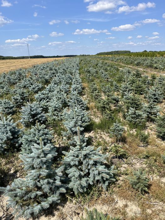 Świerk SBS kłujący rosnący w donicy 7,5l