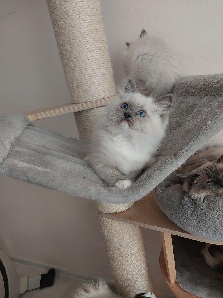 Ragdoll Kocurek gotowy do odbioru