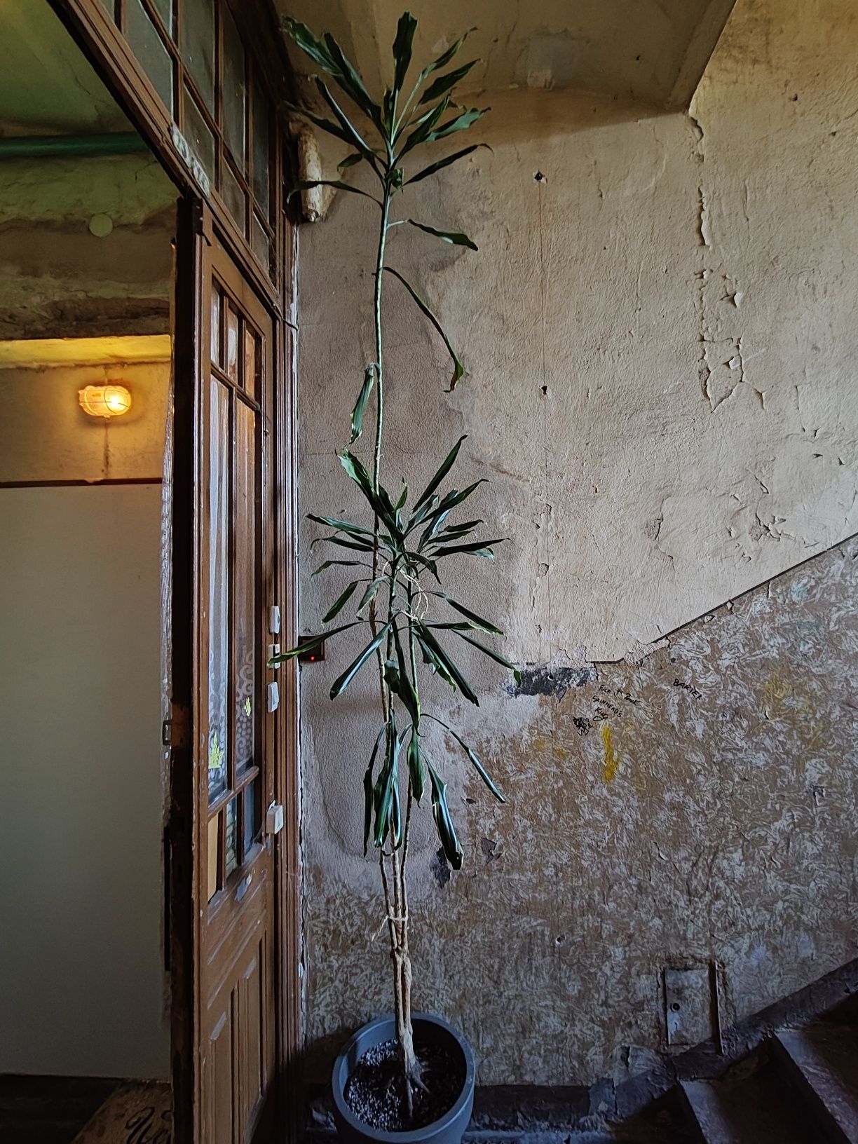 Kwiat Dracena 2,5m