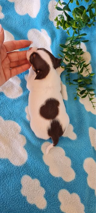 Excelente chocolate Chihuahua/Chiuaua mini, Linhagem Russa, Qualidade