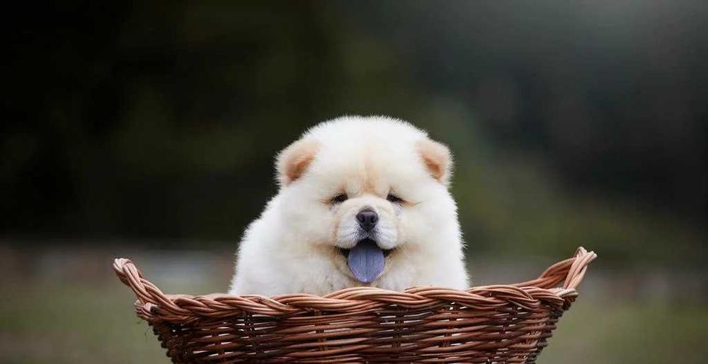 Chow Chow branco