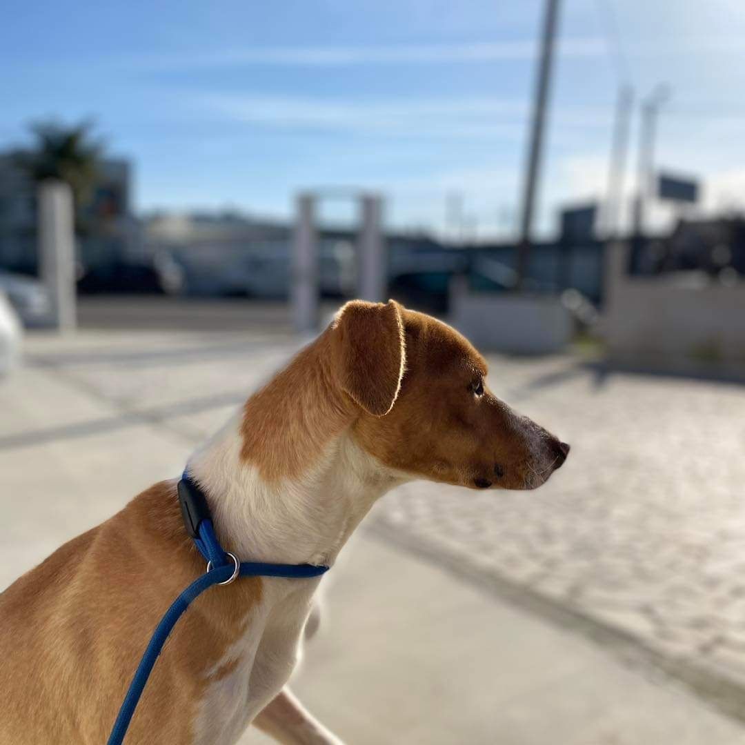 Cão para adoção Blayer