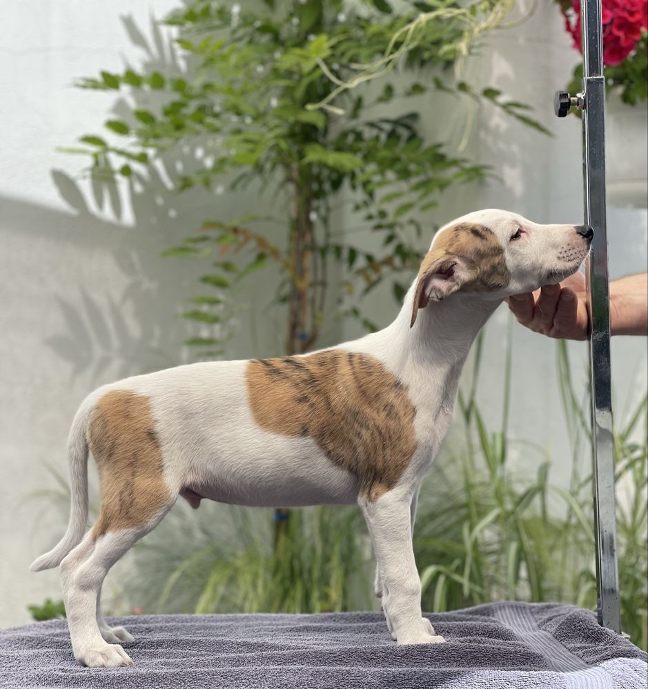 Whippet ZKwP chłopiec unikatowe umaszczenie Revirado FCI