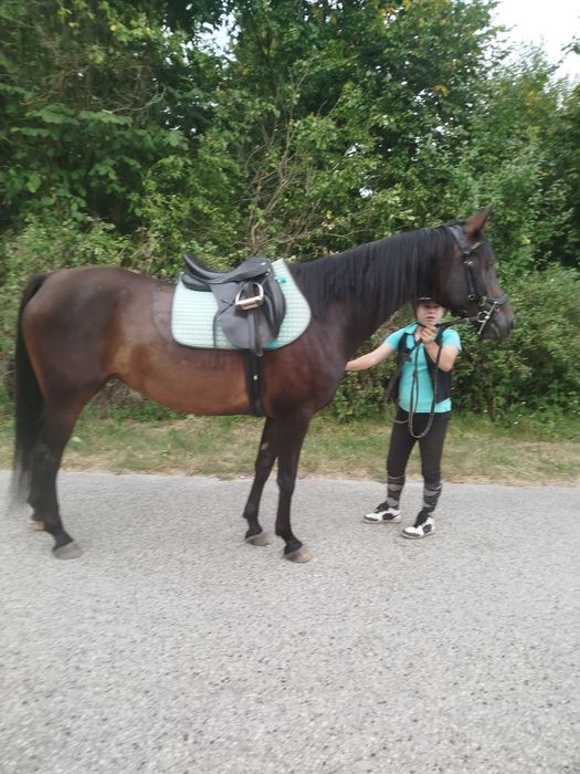 Klacz mlp idealna w teren, rajdy