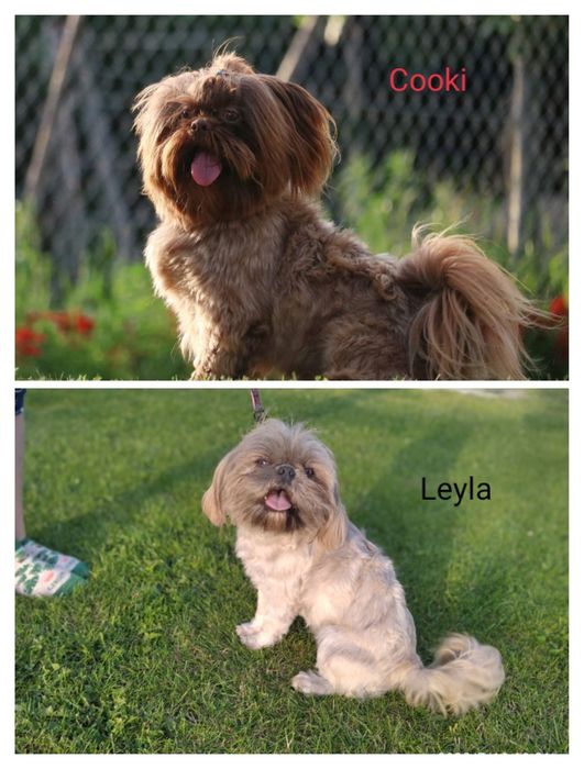 Szczeniak suczka Shih-Tzu