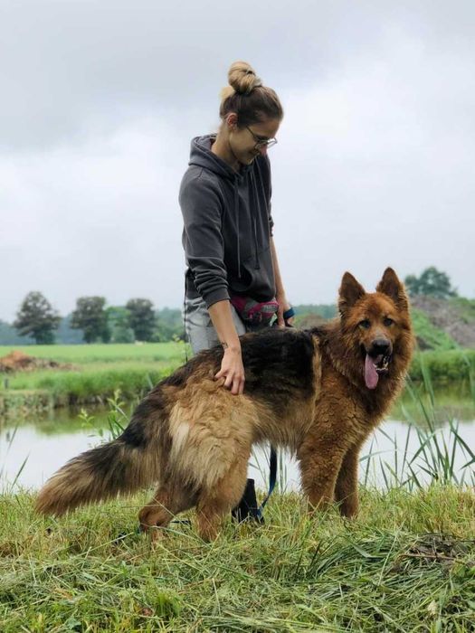 Aron - roczny psiak w typie owczarka niemieckiego wypatruje domu!