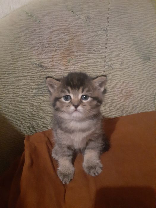 Продам котёнка шалунишку