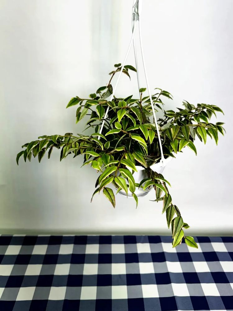 Hoya Bella Albomarginata хойя белла альбо