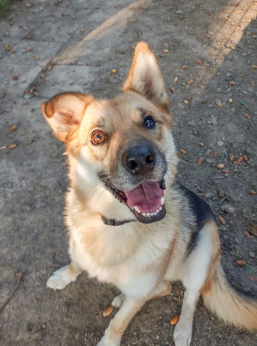 Adoptuj Oskarka przed zimą