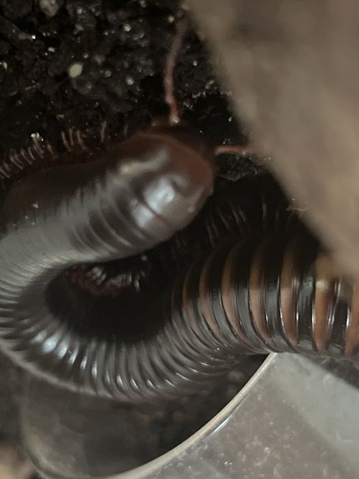 Wij Krocionóg Olbrzymi