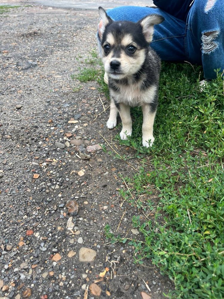Віддам цуценят безкоштовно