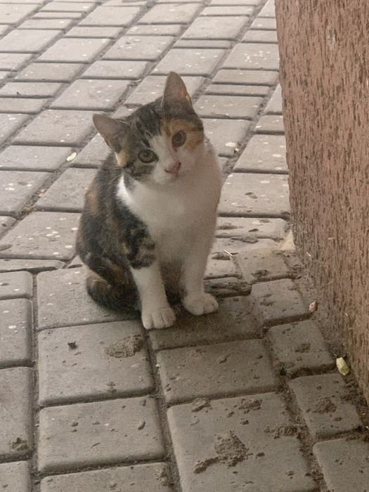 Котята ищут дом ,