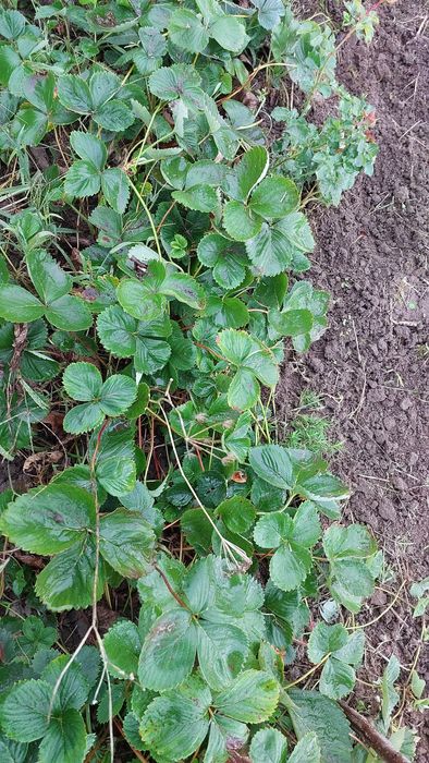 Продам полуницю (ціна за 10 шт)