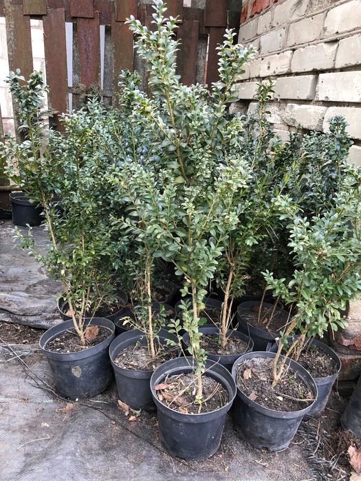 Декоративні рослини