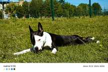 Amstaff Oddam w kochajace ręce