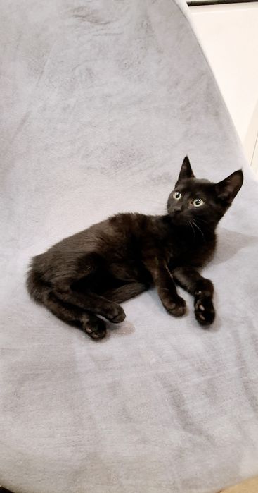 Arinka słodka czarnulka