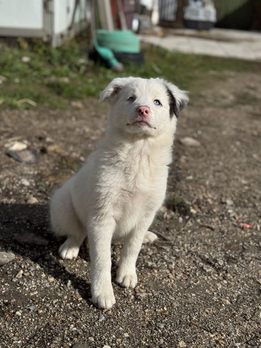 Border Collie azul merle