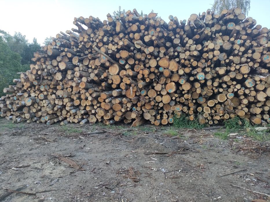 Drewno kominkowe dąb i opałowe tanio + transport