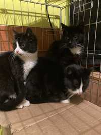Koteczki z działek do pilnej adopcji