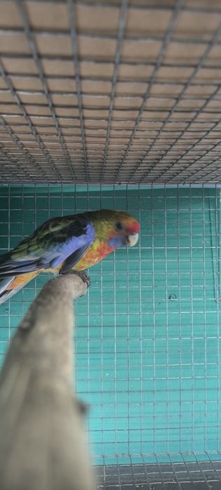 Macho rosela flaveous