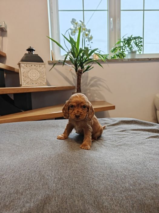 Sprzedam prześliczną sunie Cocker Spaniel ruda