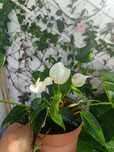 Anturio branco- planta