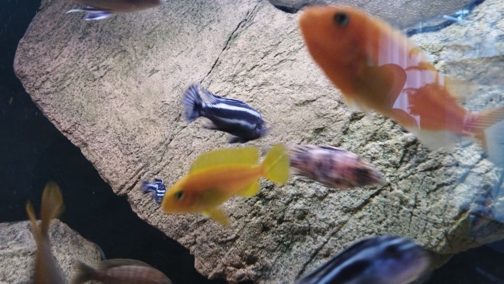 Pyszczaki Malawi Saulosi