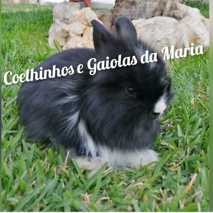 Coelhos anões Mini Holandêz, Tedy e Coelhinhos Mini Lop Belieri