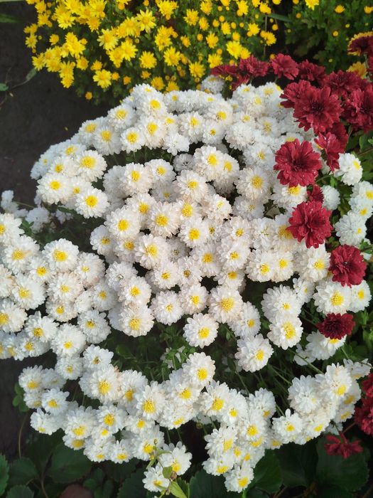 Маточники хризантеми