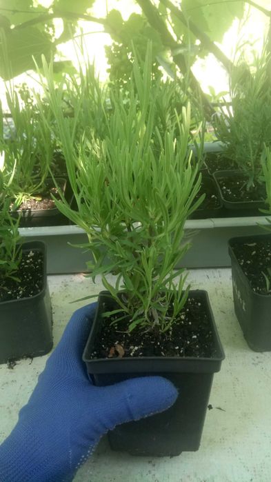 Лавандин Гроссо, опт