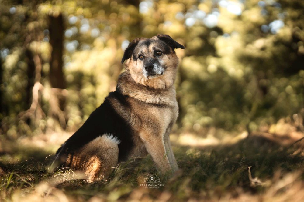 Hagi – rodzinny pies do przytulania, nie do życia za kratami