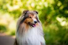 Reproduktor/krycie Owczarek szkocki collie długowłosy FCI