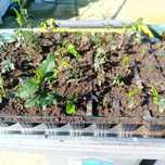 Pés de azevinho para plantar