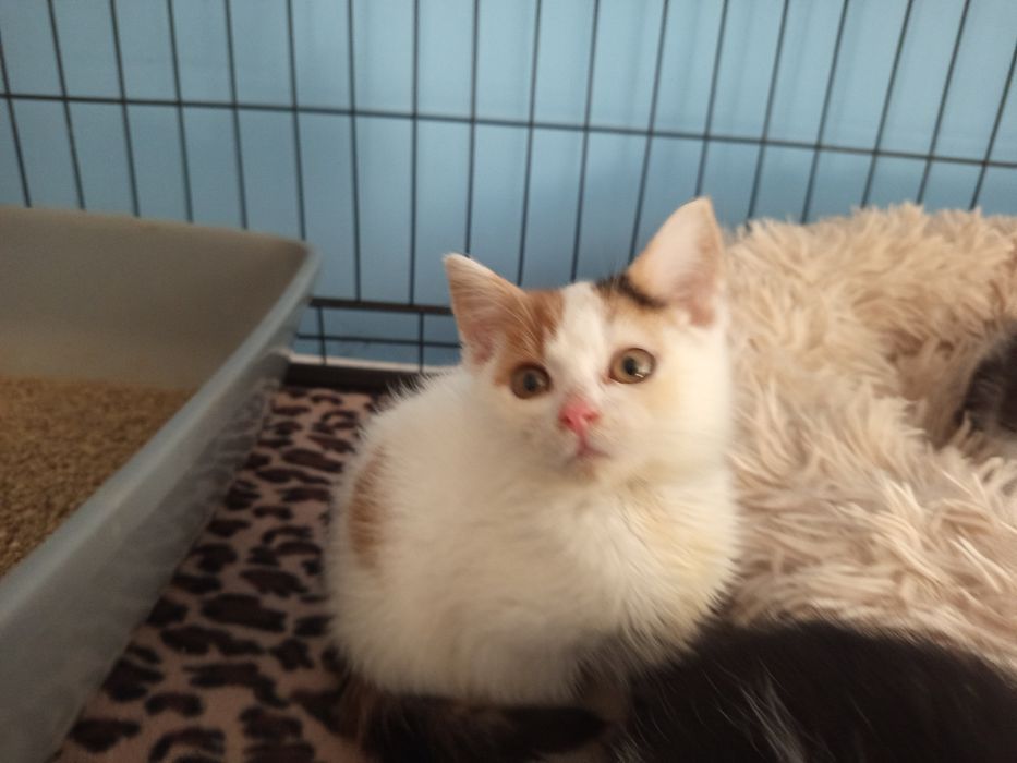 Mała Hannah szuka domu