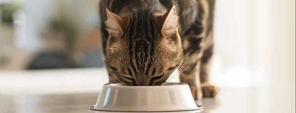 Sucha karma dla kota FAVORIT KOT MIX smaków 1,5 kg wołowina drób ryba