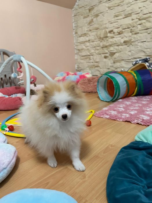 Cudowny chłopczyk szpic miniaturowy Pomeranian