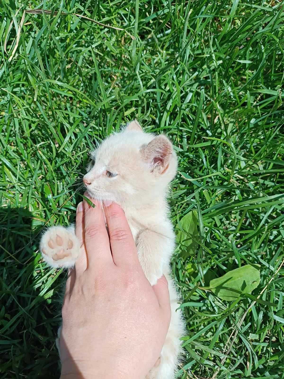 Кошенята в добрі руки