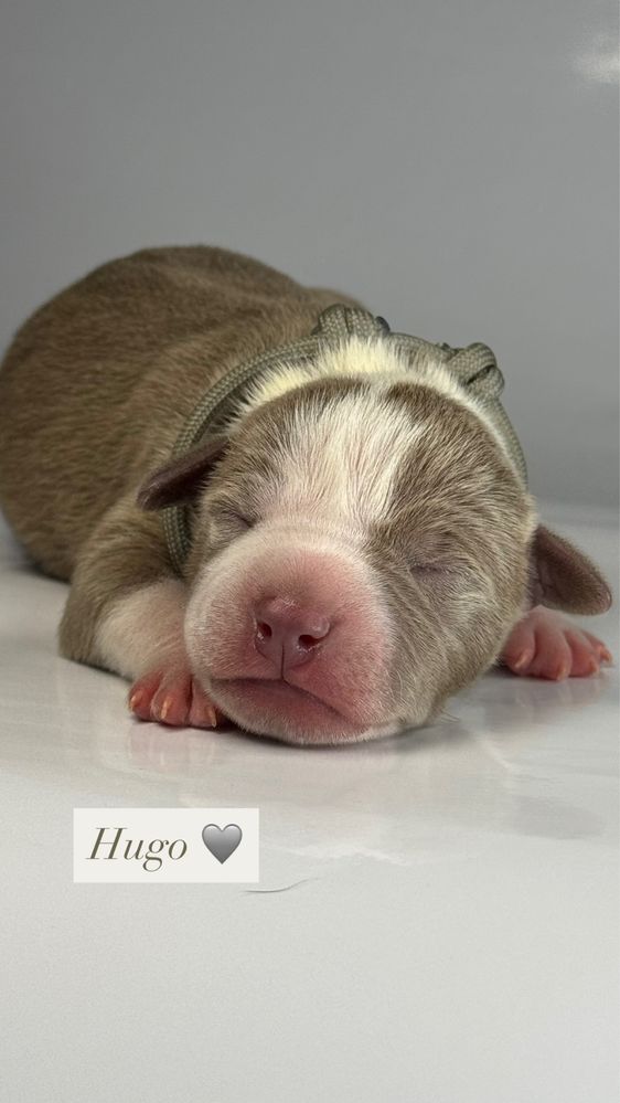 American Bully XL po CHAMPIONIE