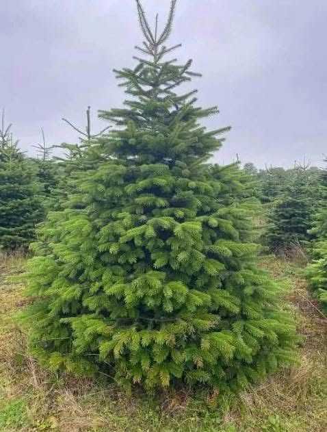 Jodla kaukaska z dostawa do domu! Piekne choinki do twojego domu