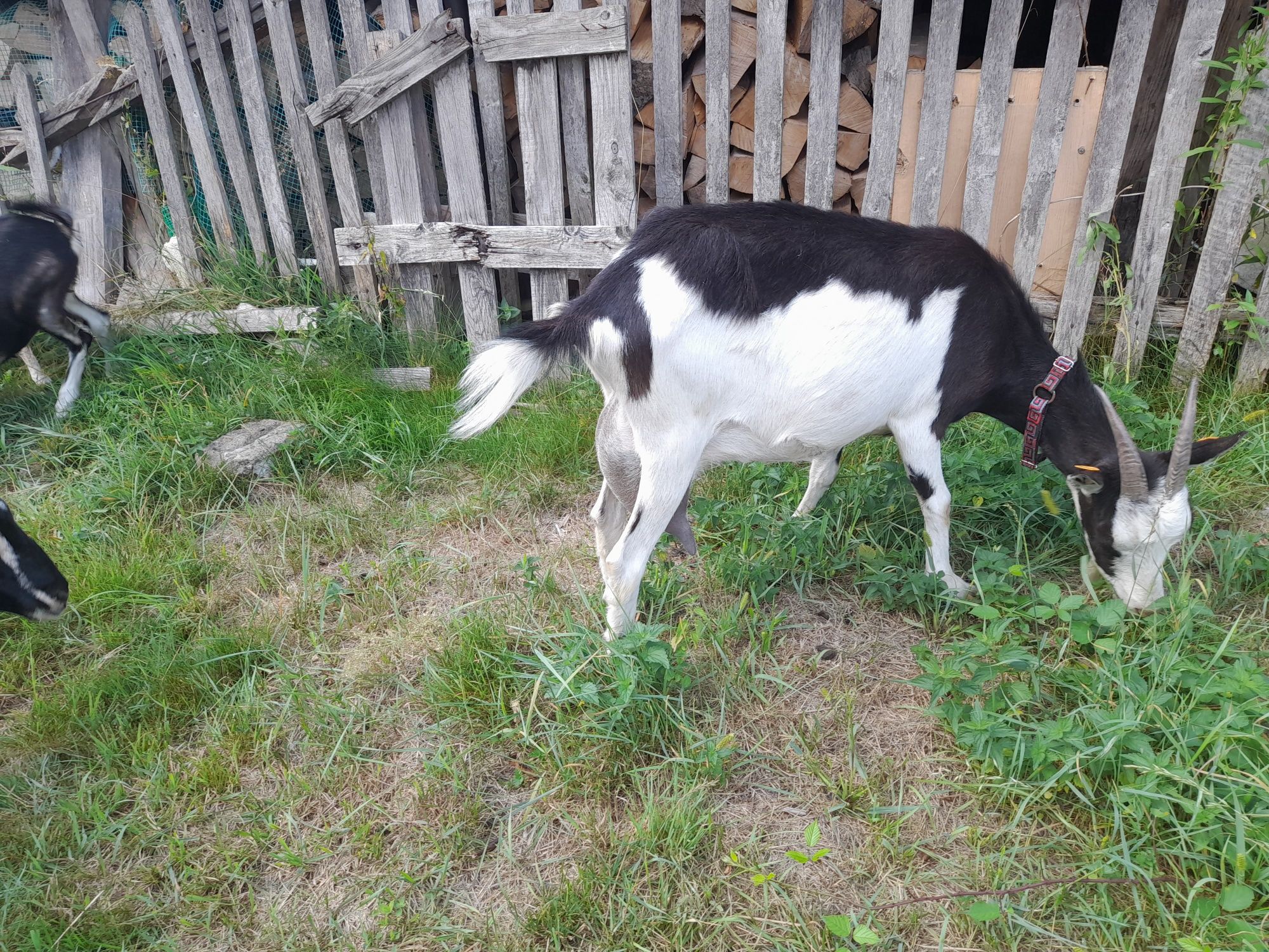Kozy z mlekiem i mlode sprzedam