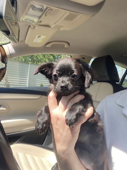 Чіхуа гарненька дівчинка