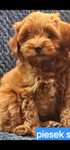 Maltipoo F1b piekny piesek i sunia