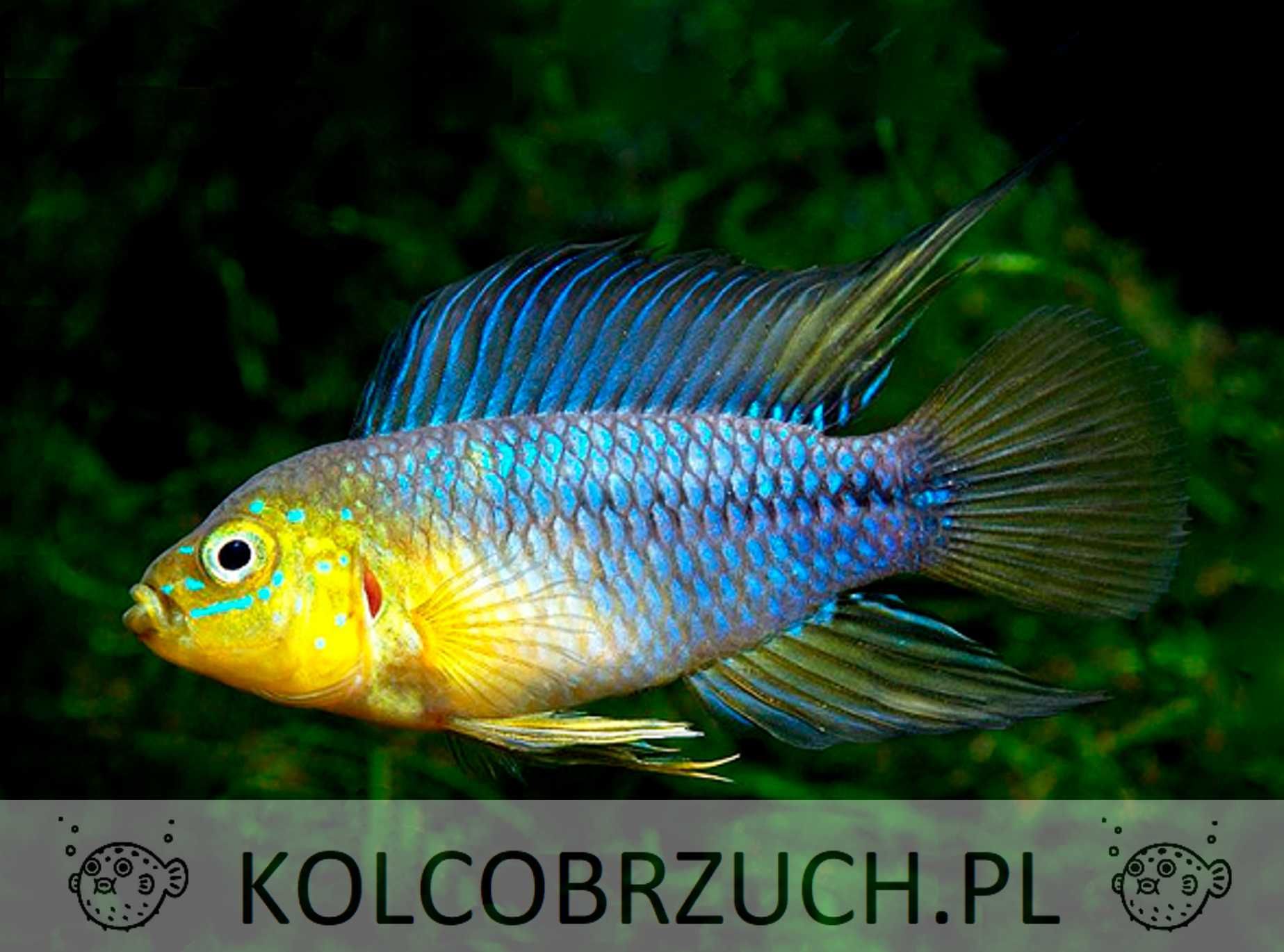 Pielęgniczka żółta - Apistogramma borellii - Borelli - dowóz, wysyłka