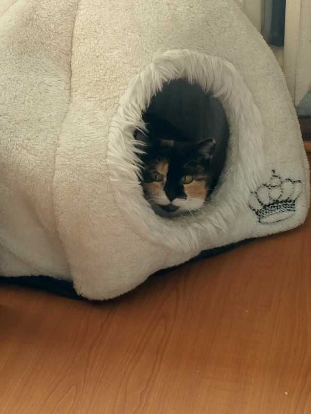 Przekochana i radosna koteczka czeka na dobry domek
