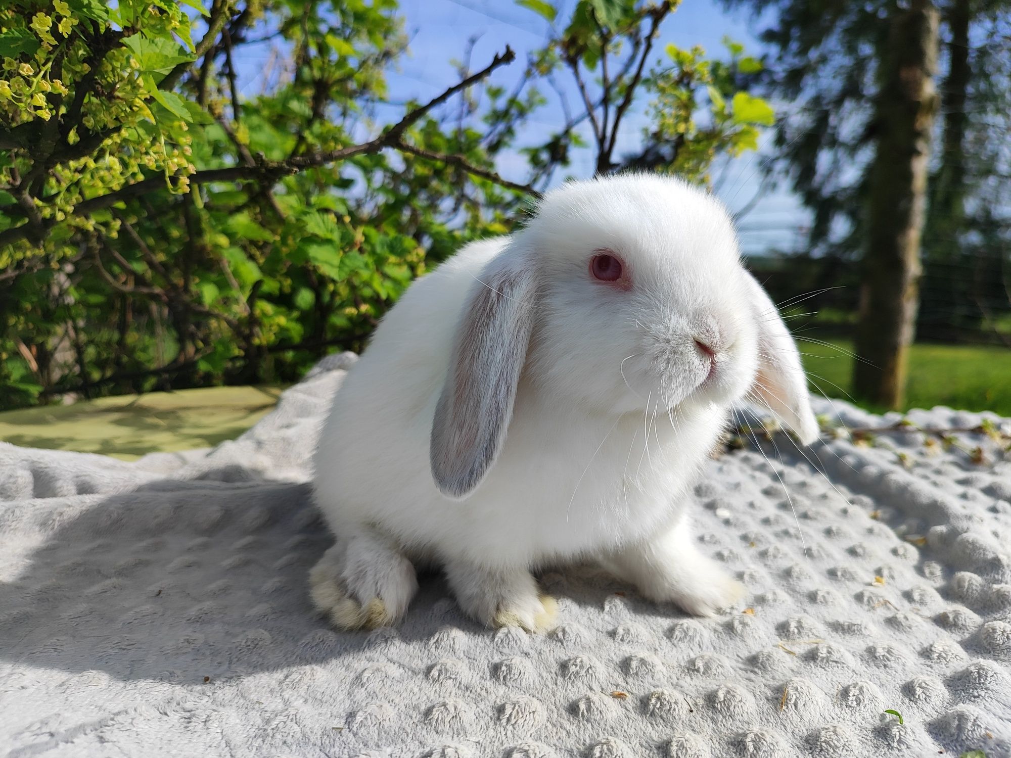 Mini lop rasowy metryka legalna hodowla królik miniaturka baranek