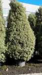 Pittosporum tenuifolium Variegata