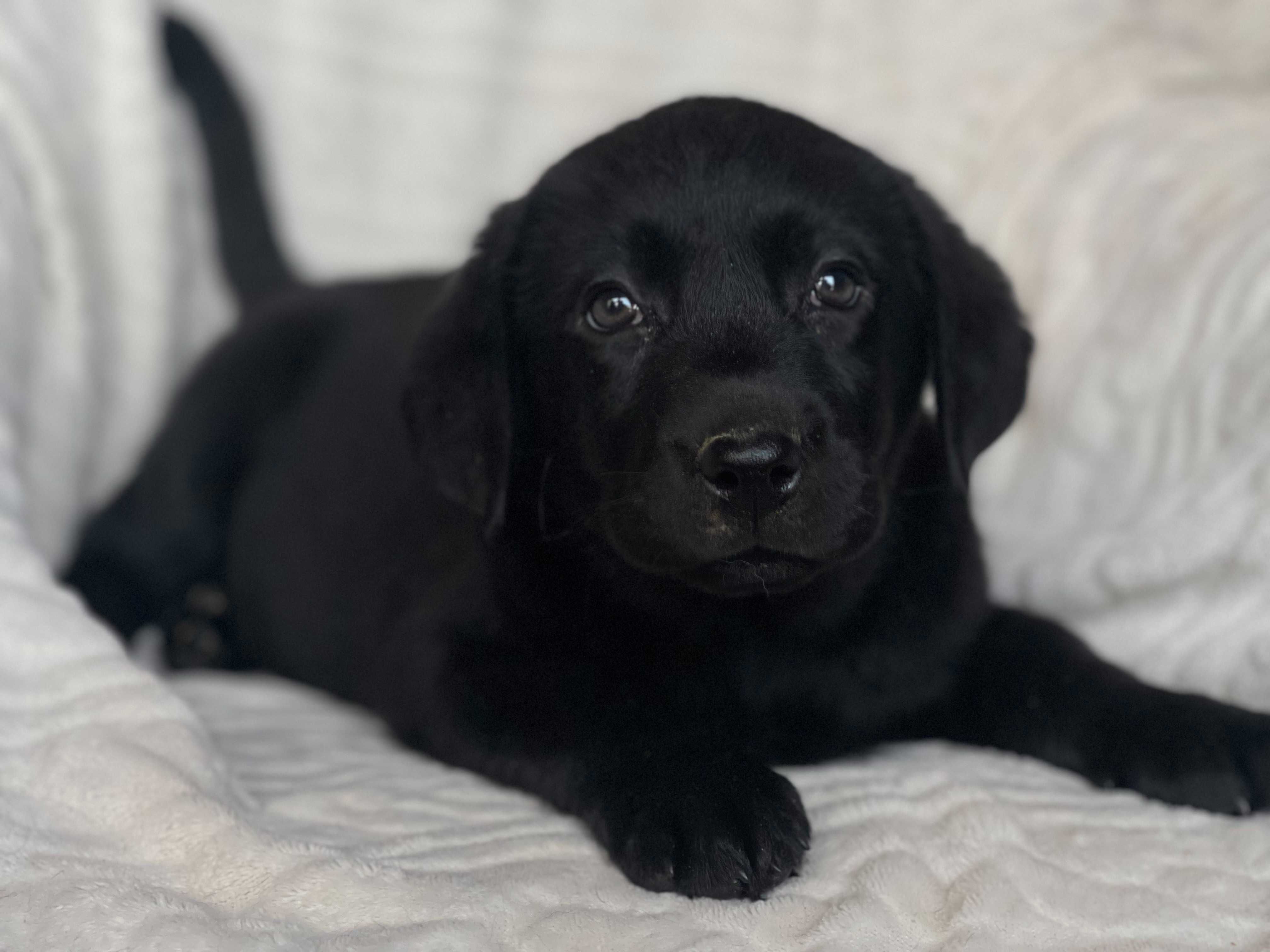 Labrador retriever, labradory czarny piesek ZKwP ,FCI