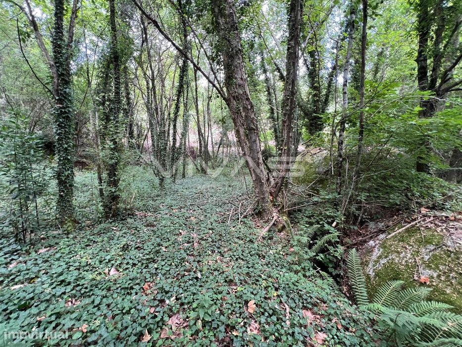 Terreno Rústico  Venda em Bouro (Santa Marta),Amares