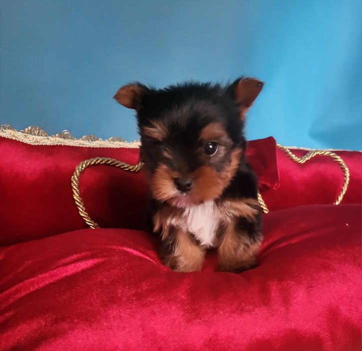 Yorkshire Terrier sunia